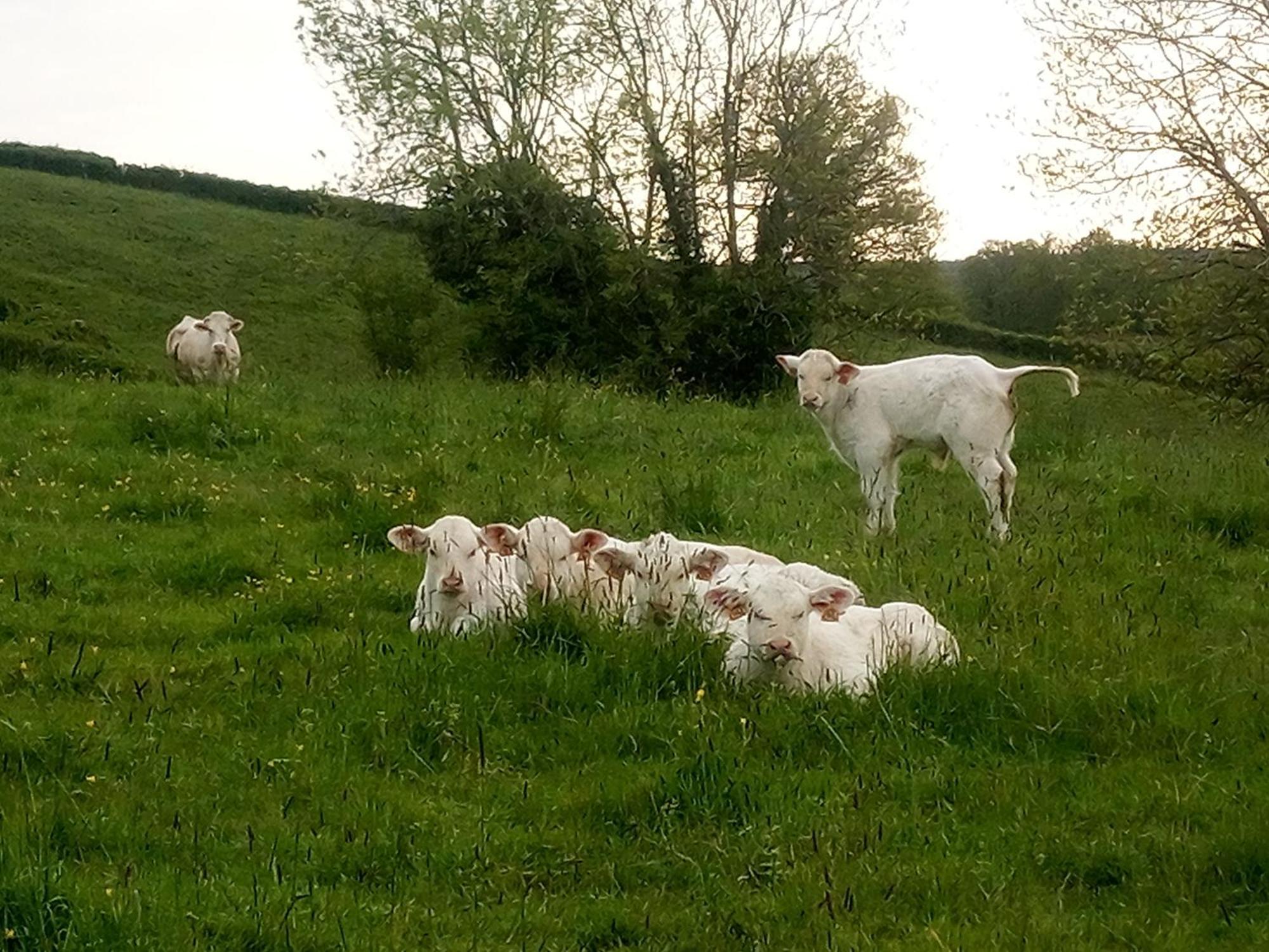 Gite A La Ferme Le Rousset Buitenkant foto