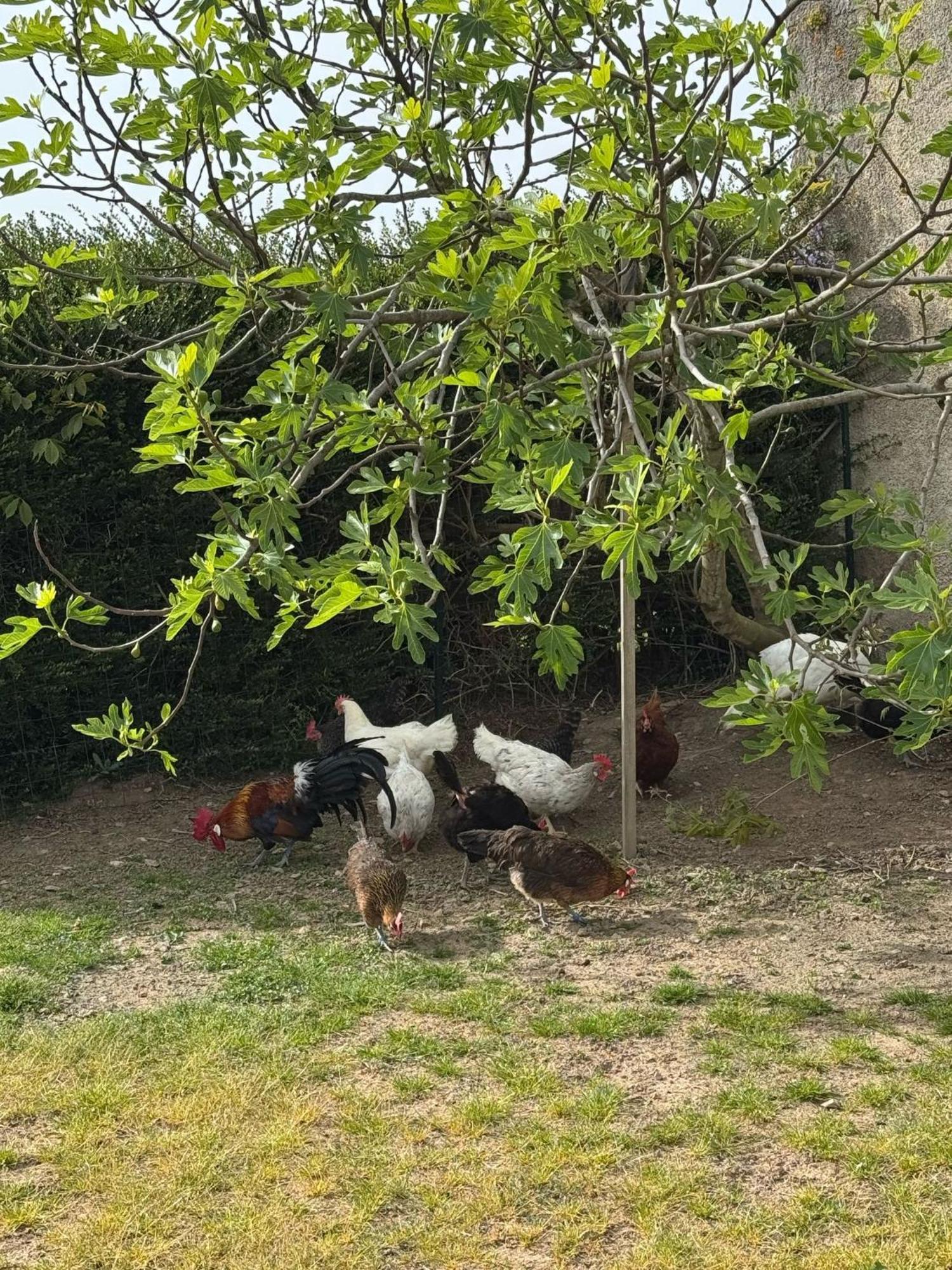Gite A La Ferme Le Rousset Buitenkant foto
